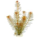 Myriophyllum tuberculatum