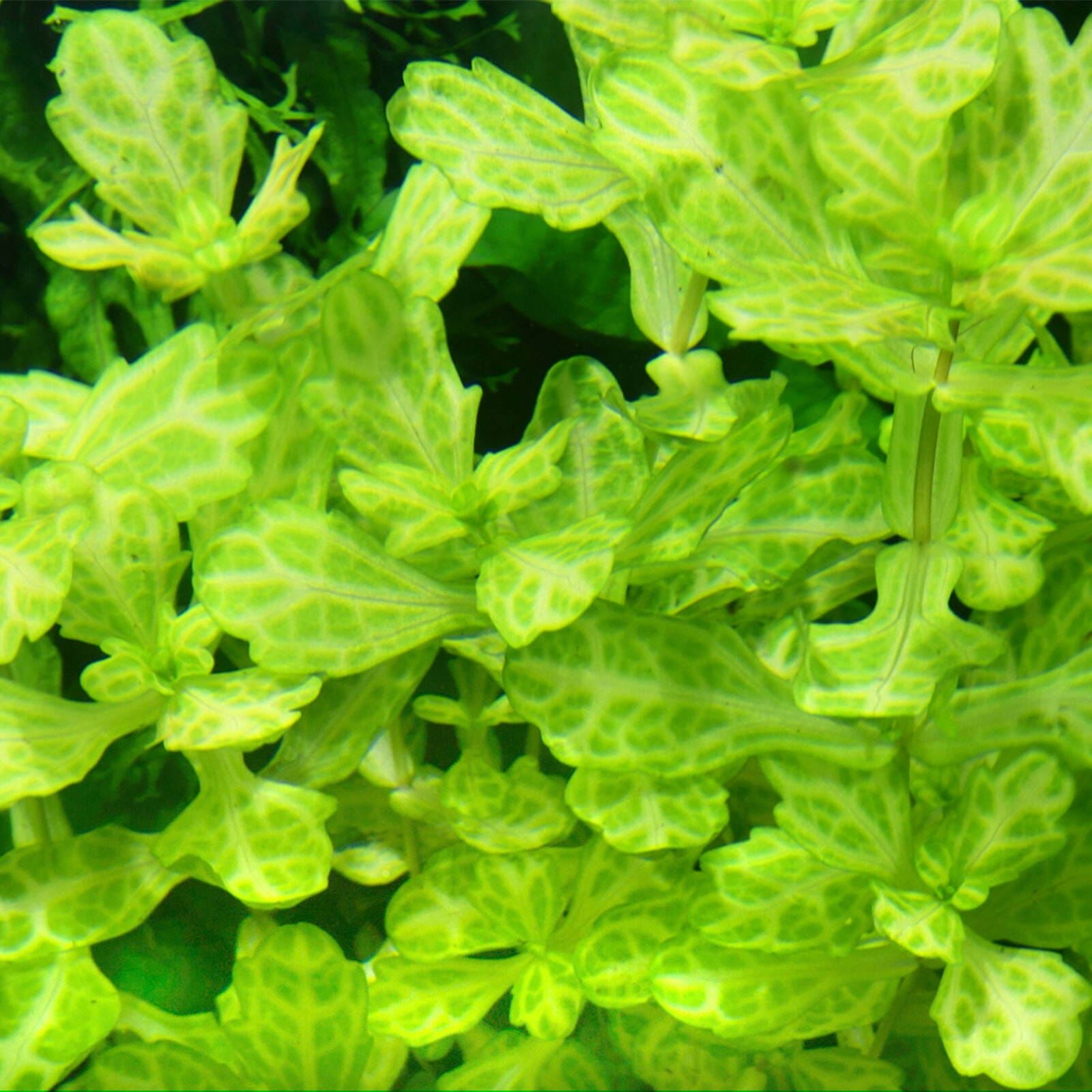 Shinnersia rivularis 'Weiss-Grün'