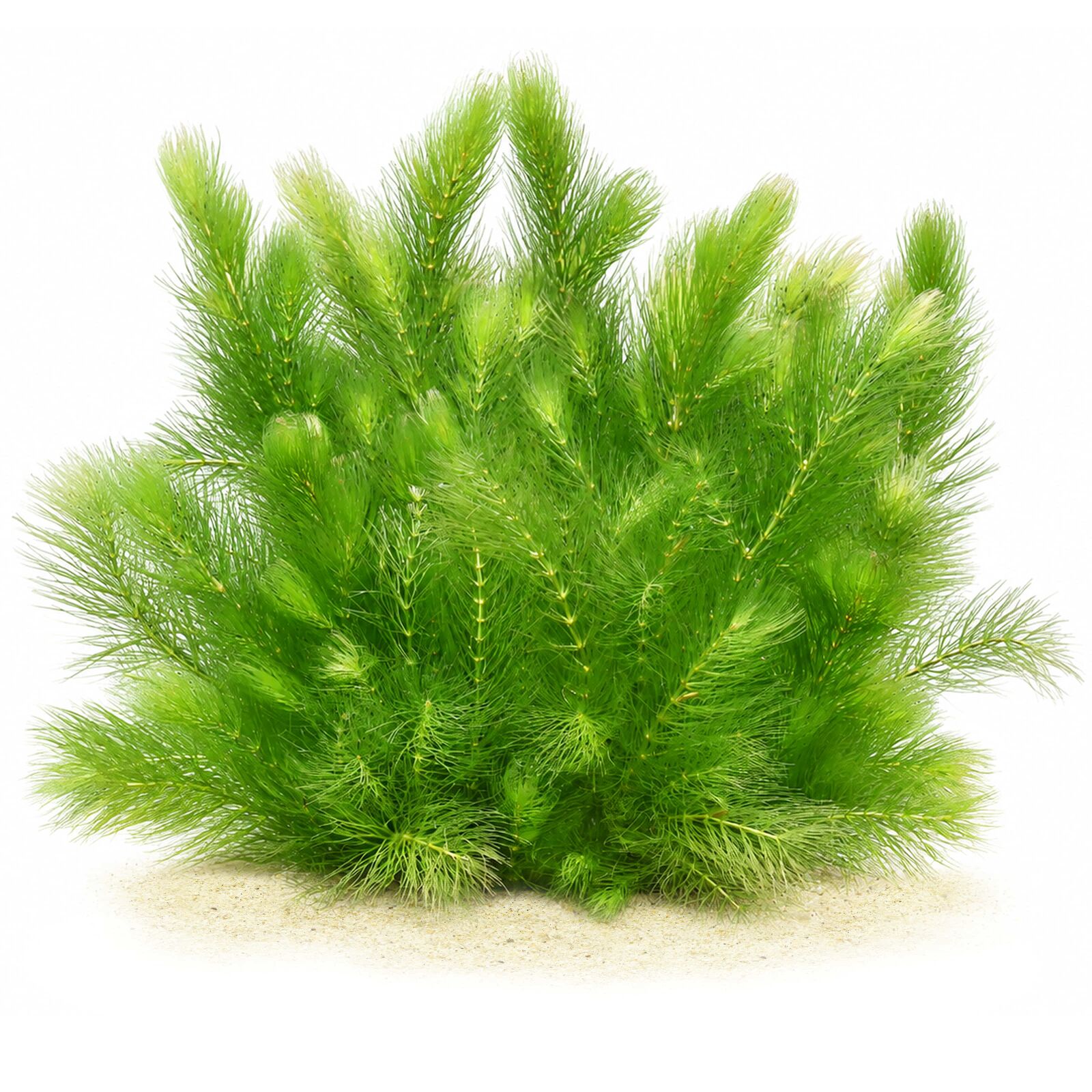 Ceratophyllum demersum 'Foxtail'
