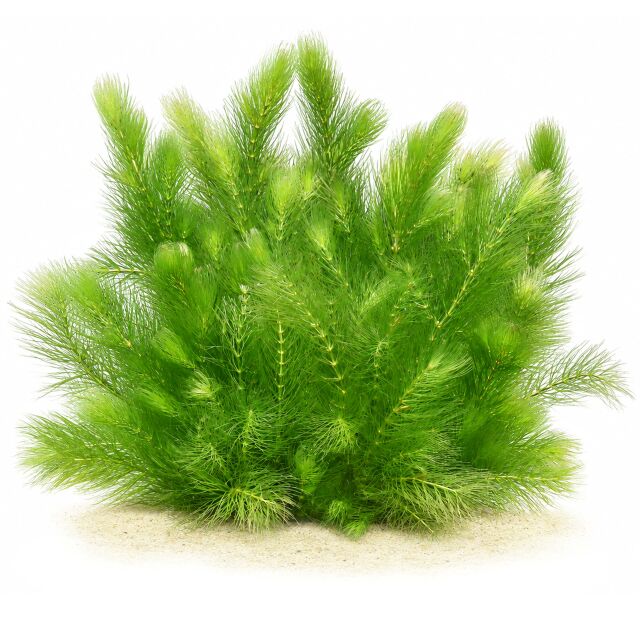 Ceratophyllum demersum 'Foxtail'