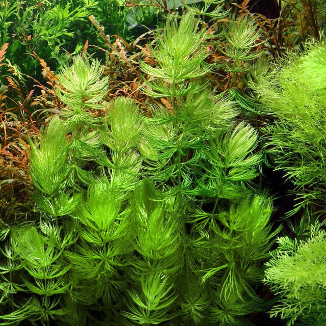 Ceratophyllum demersum 'Foxtail'