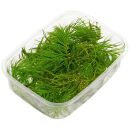 Ceratophyllum demersum Foxtail - Portion