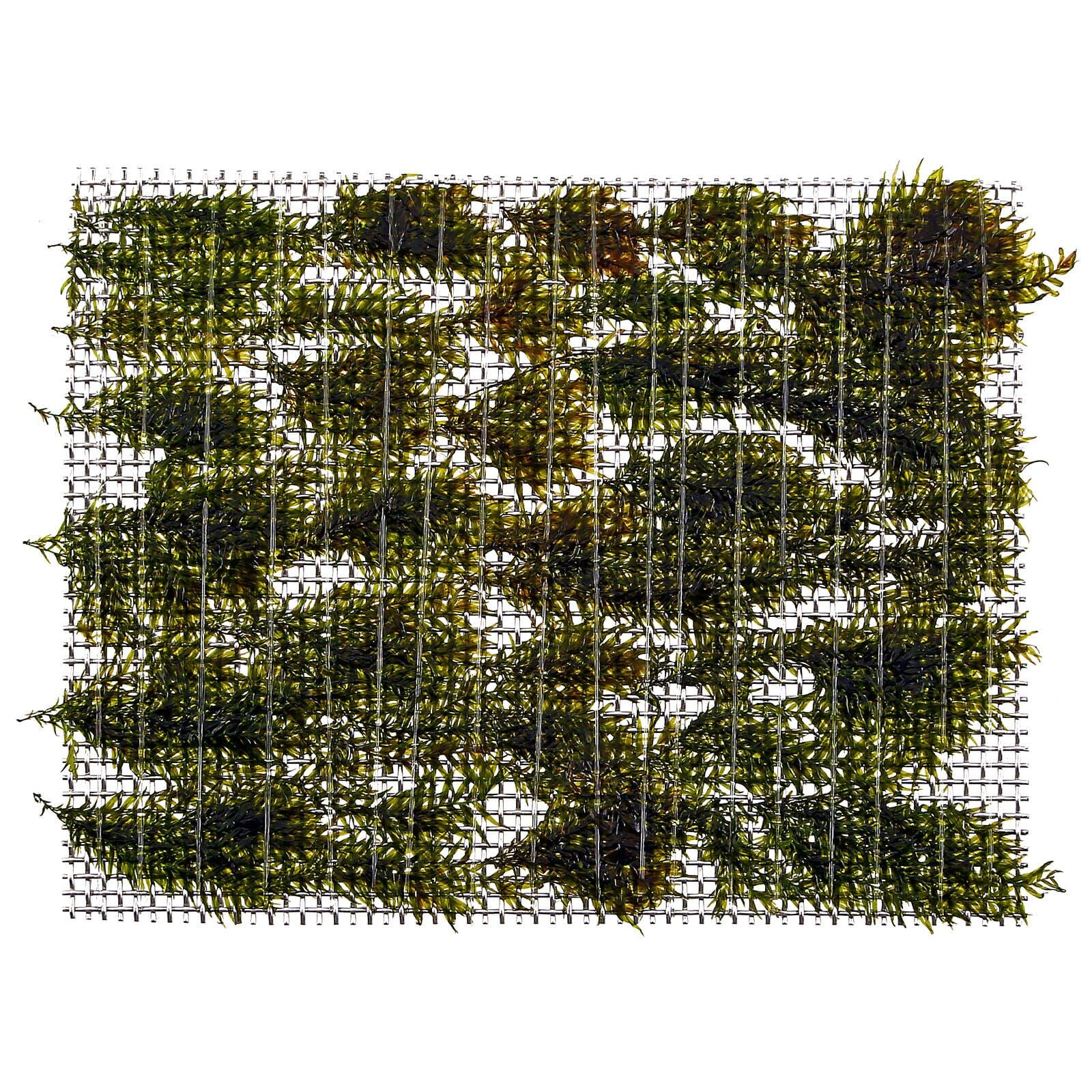 Fissidens fontanus "Phoenix Moss"