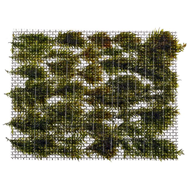 Fissidens fontanus &quot;Phoenix Moss&quot; - Pad - 5 x 5 cm - Tropica