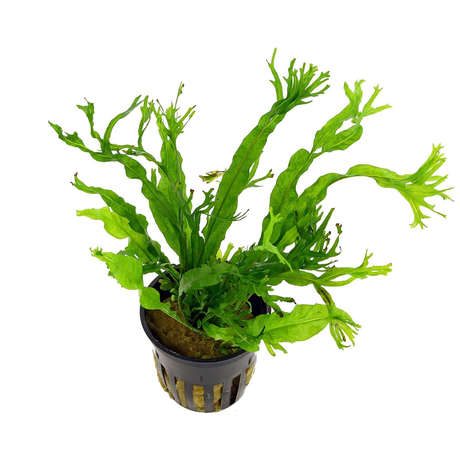Microsorum pteropus 'Windeløv'