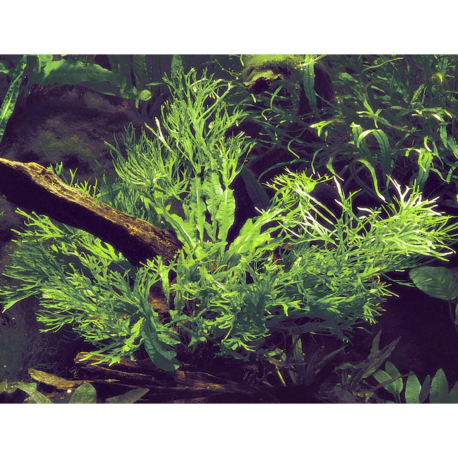 Microsorum pteropus 'Windeløv'