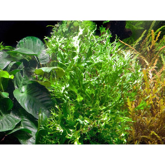 Microsorum pteropus 'Windeløv'