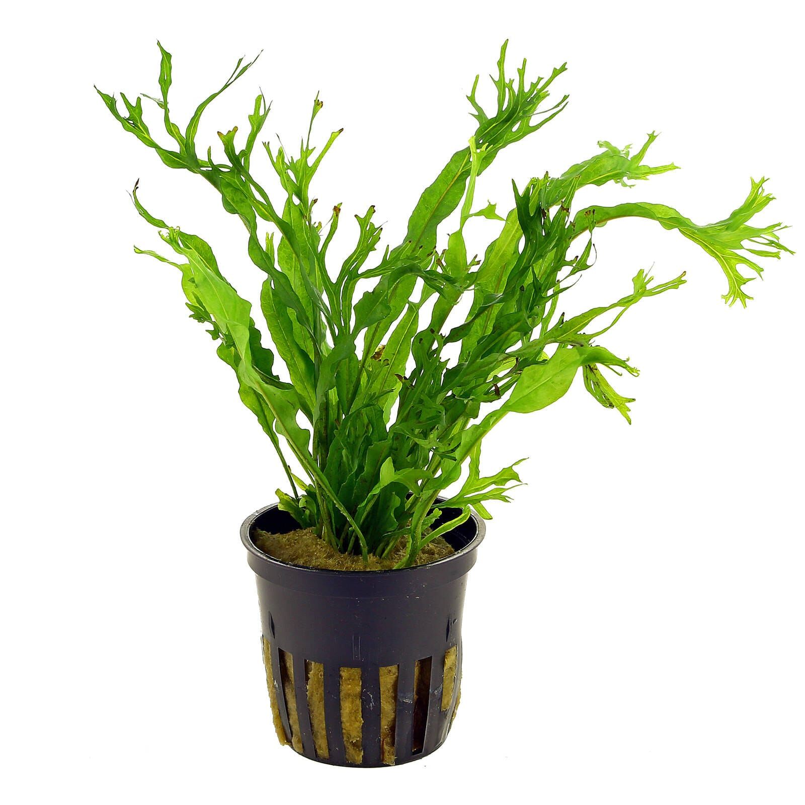 Microsorum pteropus 'Windeløv'
