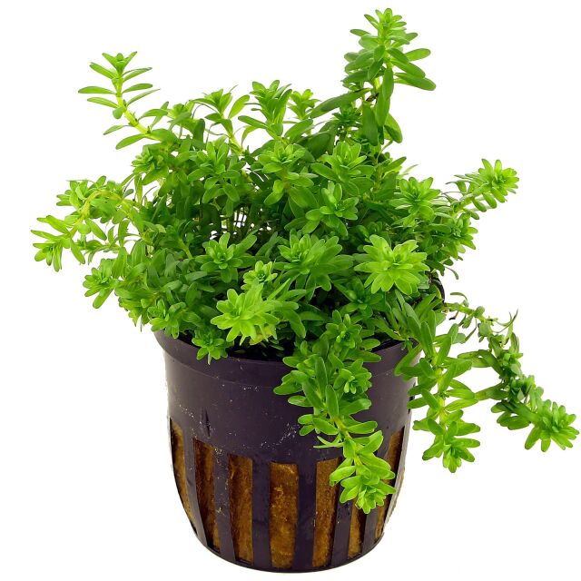 <b>Rotala sp. "Nanjenshan"</b><br />Nanjenshan-Rotala