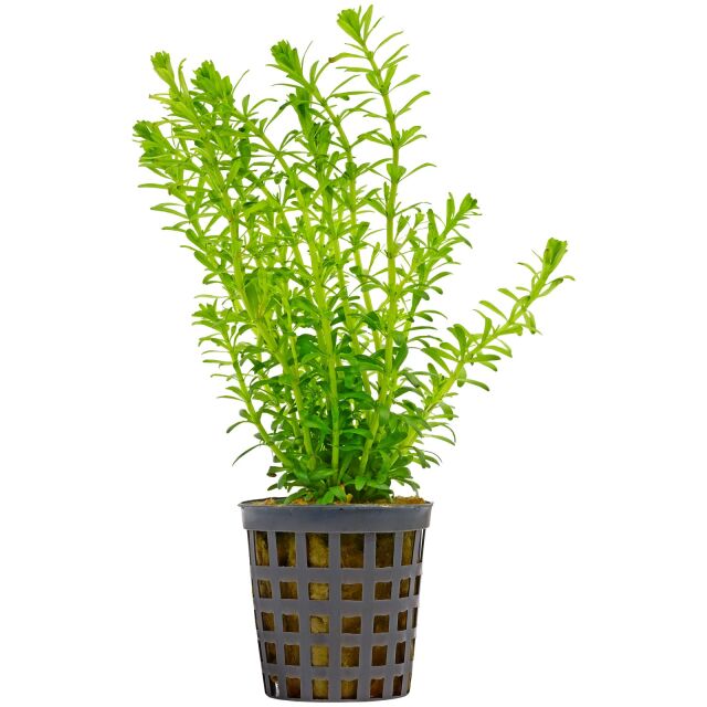 Rotala sp. "Nanjenshan"
