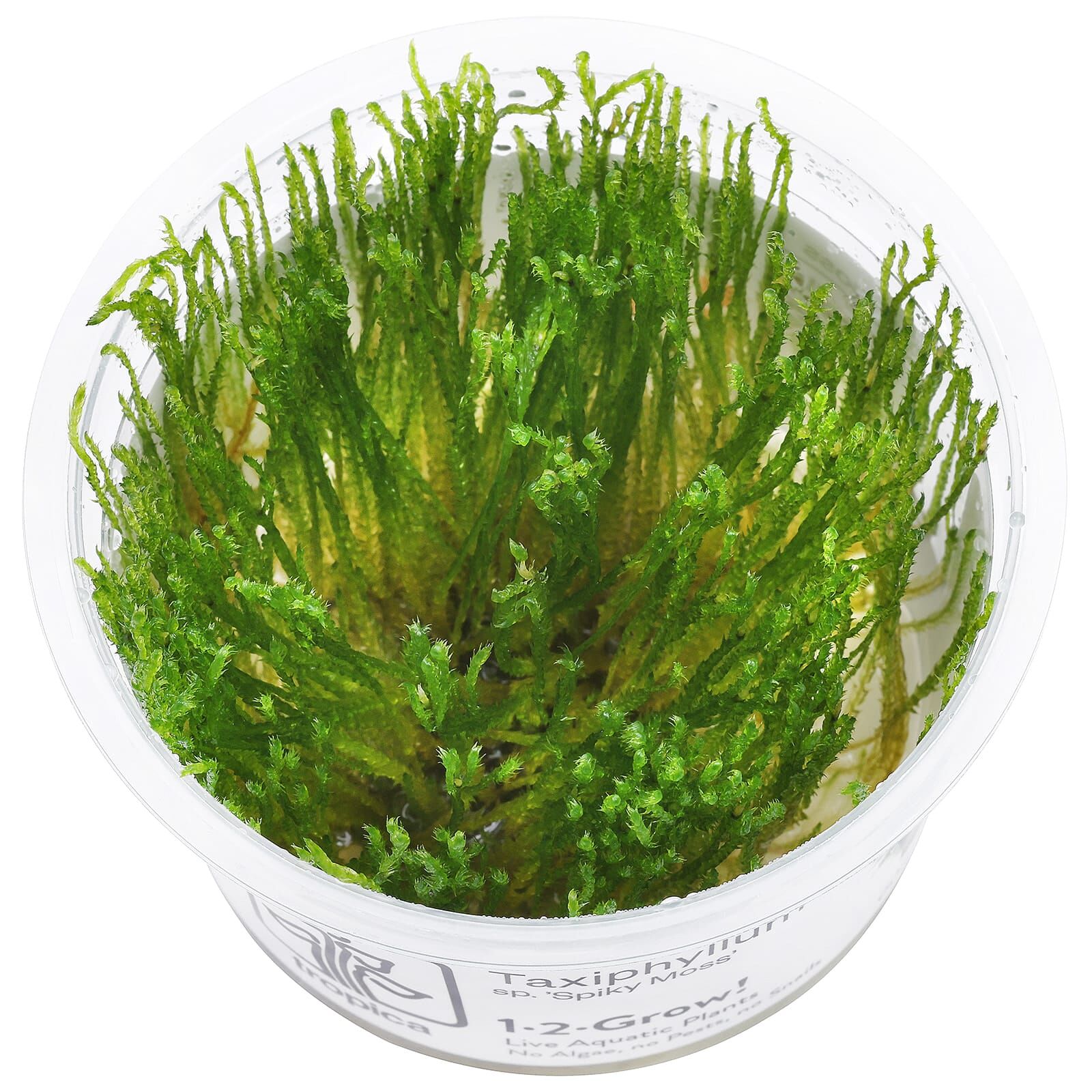Taxiphyllum sp. "Spiky Moss"