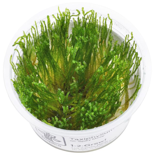 Taxiphyllum sp. "Spiky Moss"
