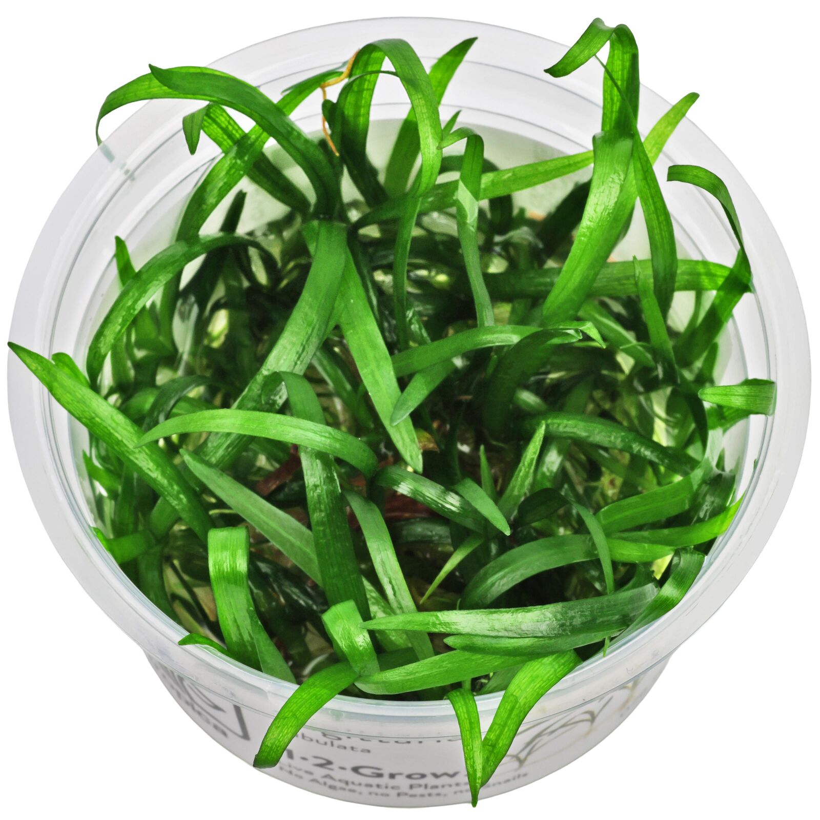 Sagittaria subulata