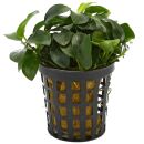 Anubias barteri var. nana Mini - Topf