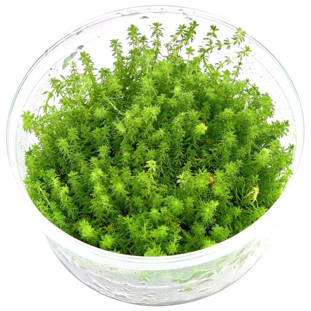 Myriophyllum sp. &quot;Guyana&quot;