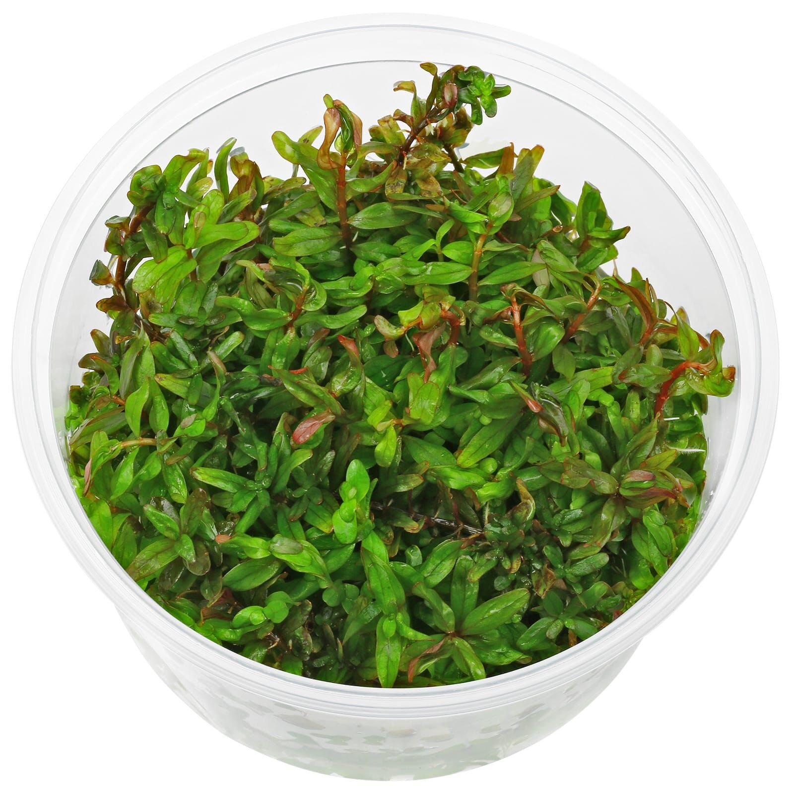Rotala sp. "Gia Lai" / "H'Ra"