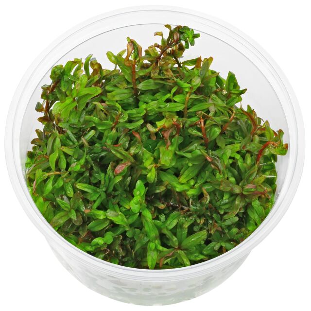 Rotala rotundifolia &quot;Gia Lai&quot; / &quot;H'Ra&quot; - in Vitro XL