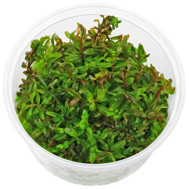 Rotala rotundifolia "Gia Lai" / "H'Ra" - in Vitro XL