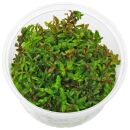 Rotala rotundifolia "Gia Lai" / "HRa"...