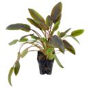 Cryptocoryne wendtii Indonesia - Topf