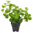 Lysimachia nummularia - Topf