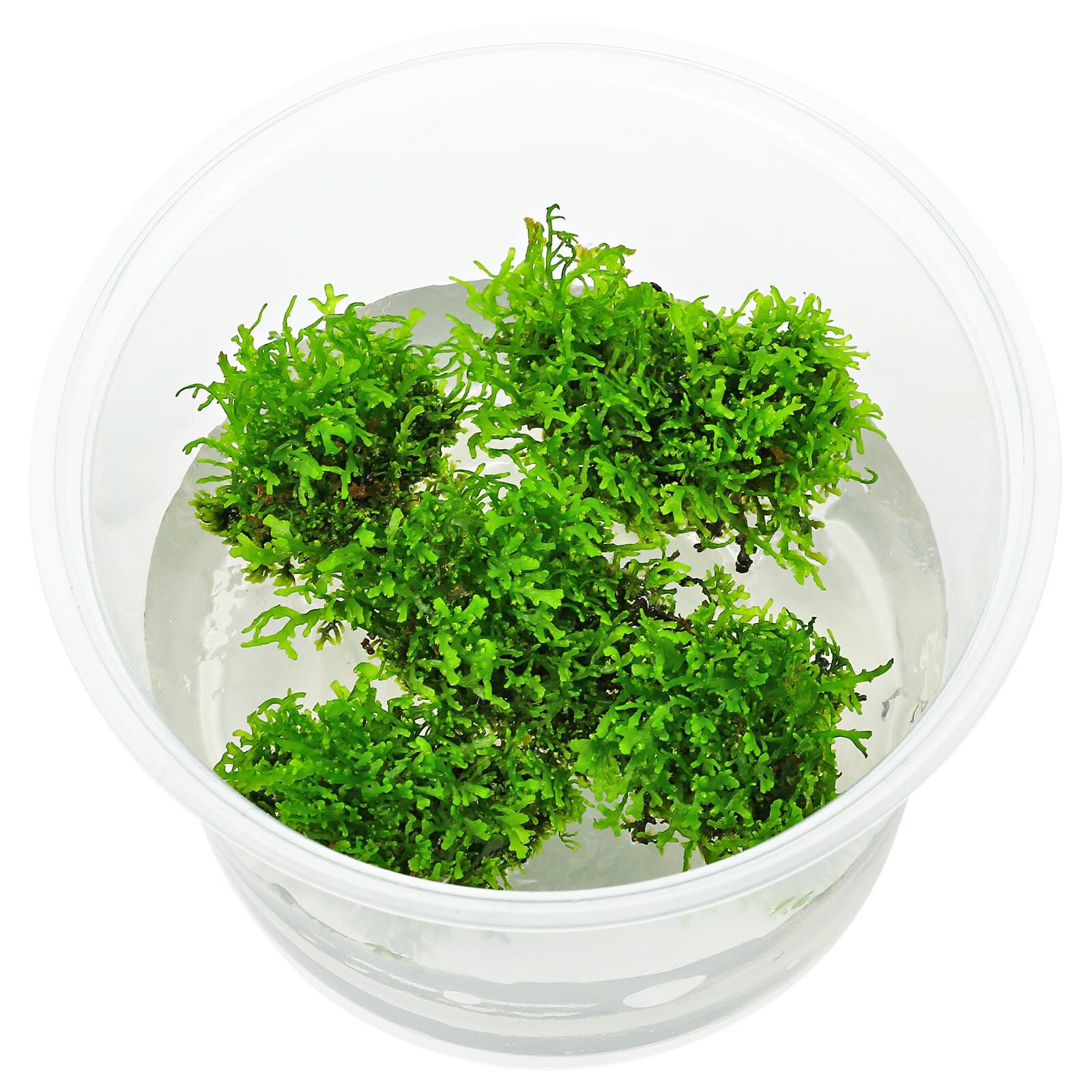 Riccardia sp. "chamedryfolia"