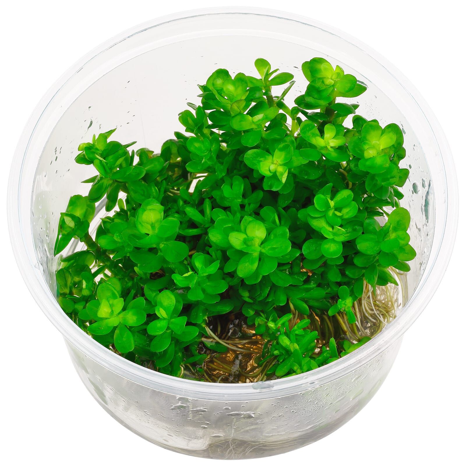 Rotala indica