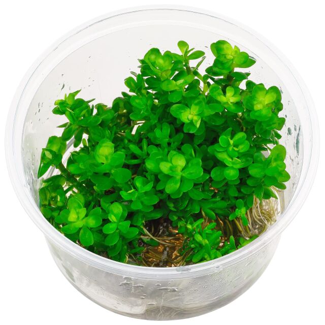 Rotala indica - in Vitro XL