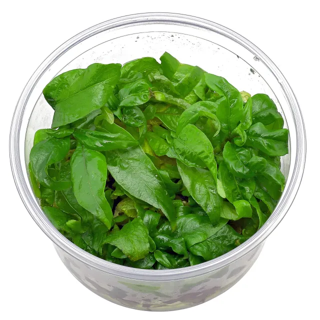 Hygrophila corymbosa 'Siamensis' - in Vitro XL