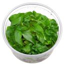 Hygrophila corymbosa Siamensis - in Vitro XL