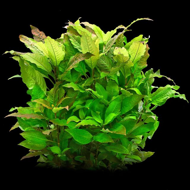 Hygrophila corymbosa