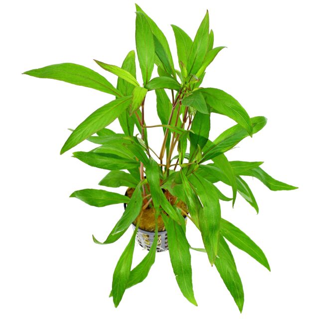 Hygrophila corymbosa "Thailand"