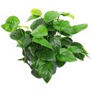 Anubias barteri Compact