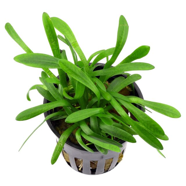 Sagittaria subulata "Pusilla"