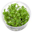 Floscopa cf. scandens - in Vitro XL