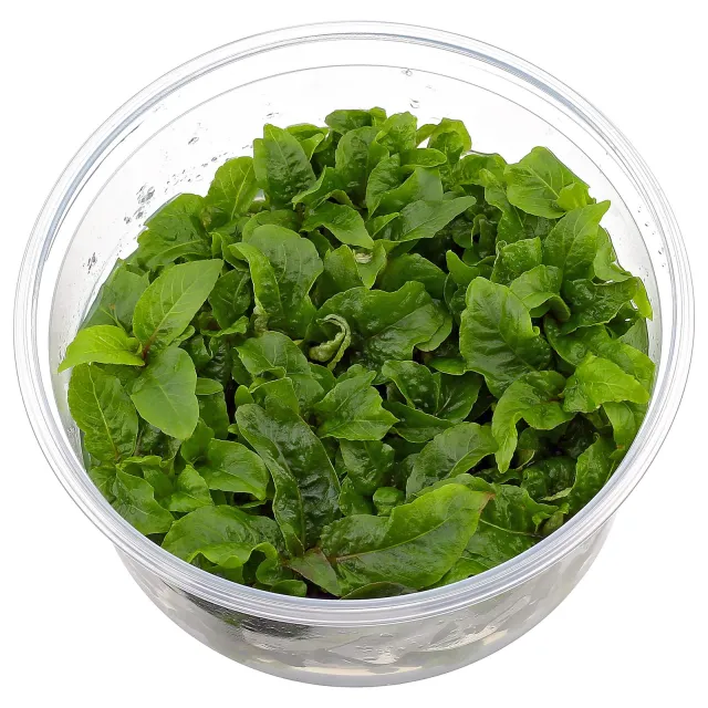 Hygrophila corymbosa - in Vitro XL