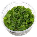 Hygrophila corymbosa - in Vitro XL