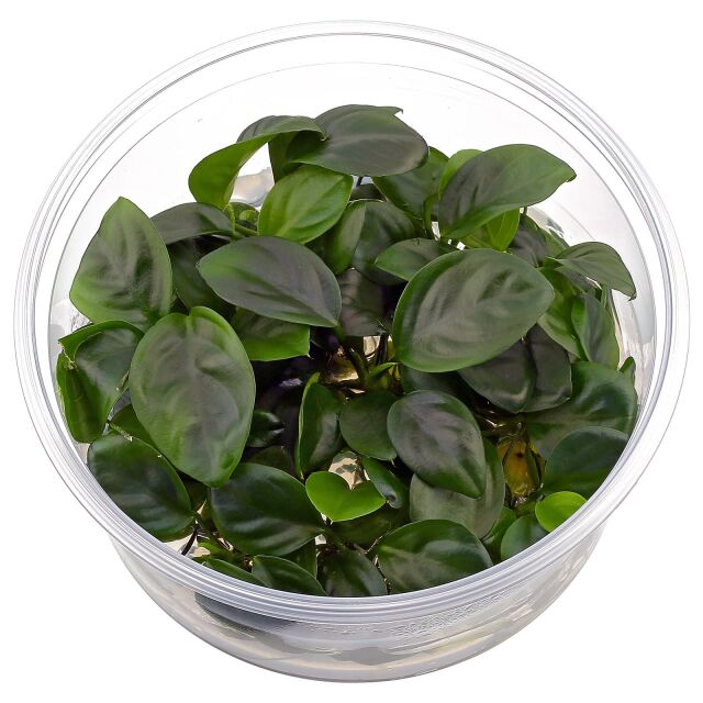 Anubias barteri 'Compact' - in Vitro XL