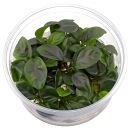 Anubias barteri Compact - in Vitro XL