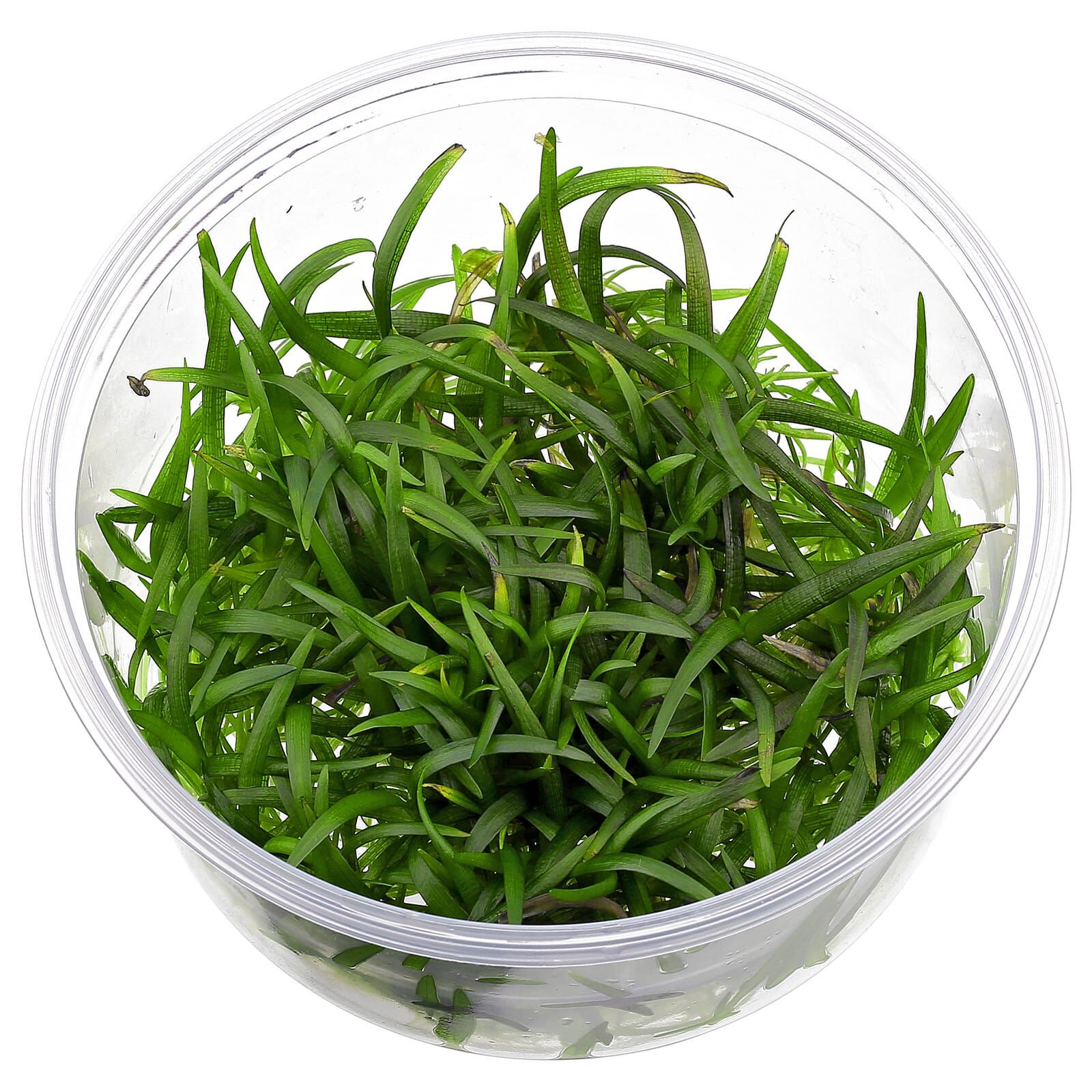 Sagittaria subulata "Pusilla"
