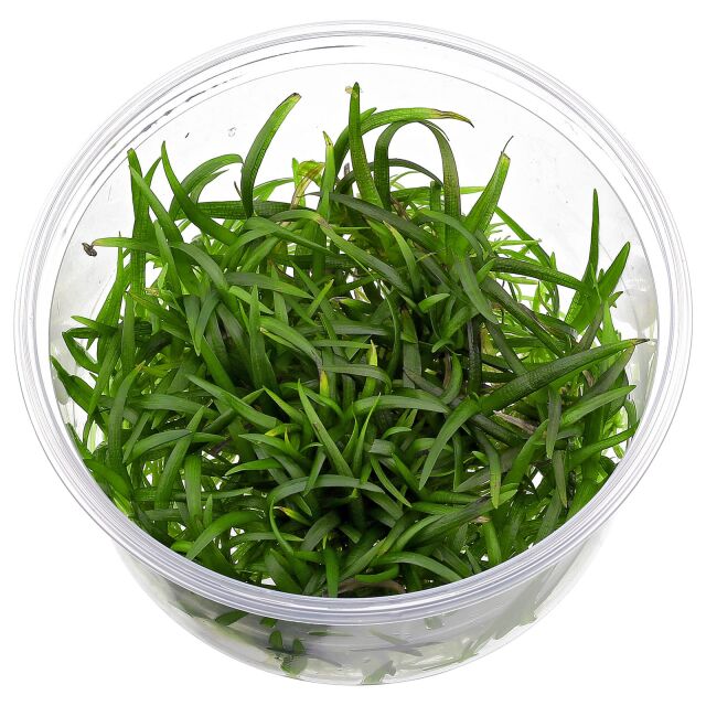 Sagittaria subulata "Pusilla"