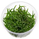 Sagittaria subulata "Pusilla" - in Vitro XL