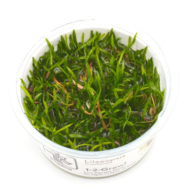 Lilaeopsis brasiliensis