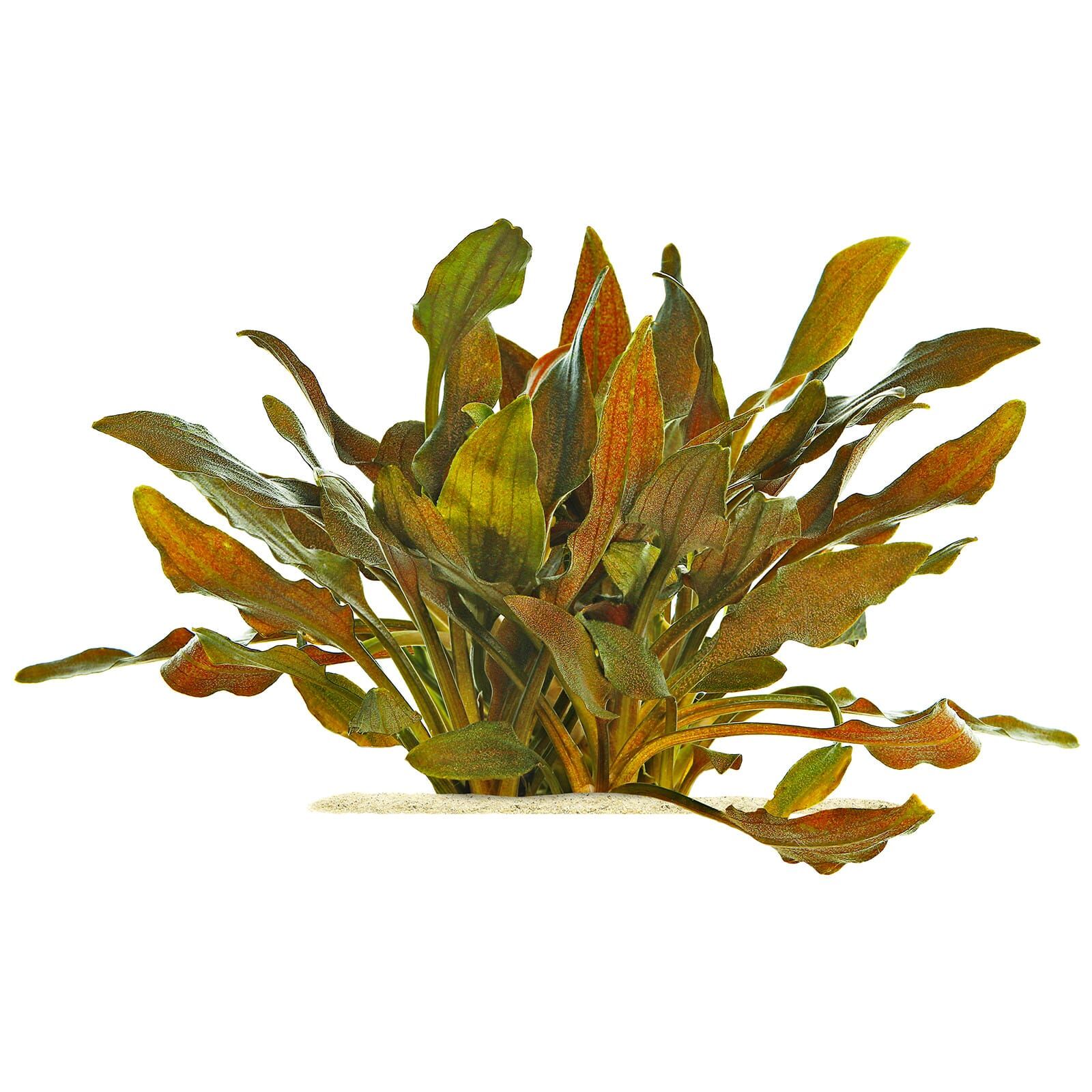 Cryptocoryne walkeri 'Hobbit'