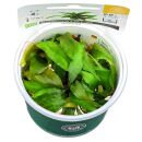 Cryptocoryne "Purpurea"