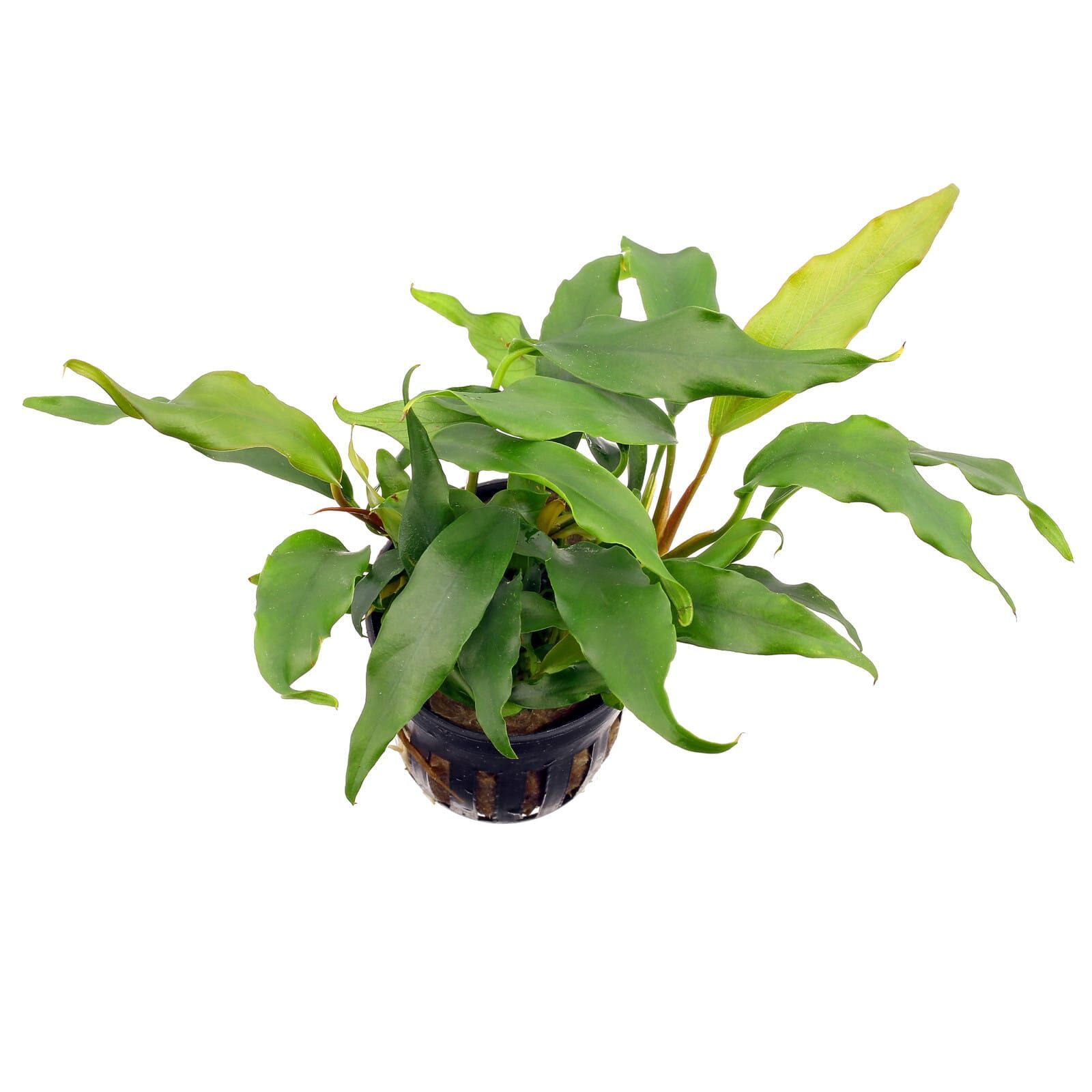 Anubias barteri var. glabra