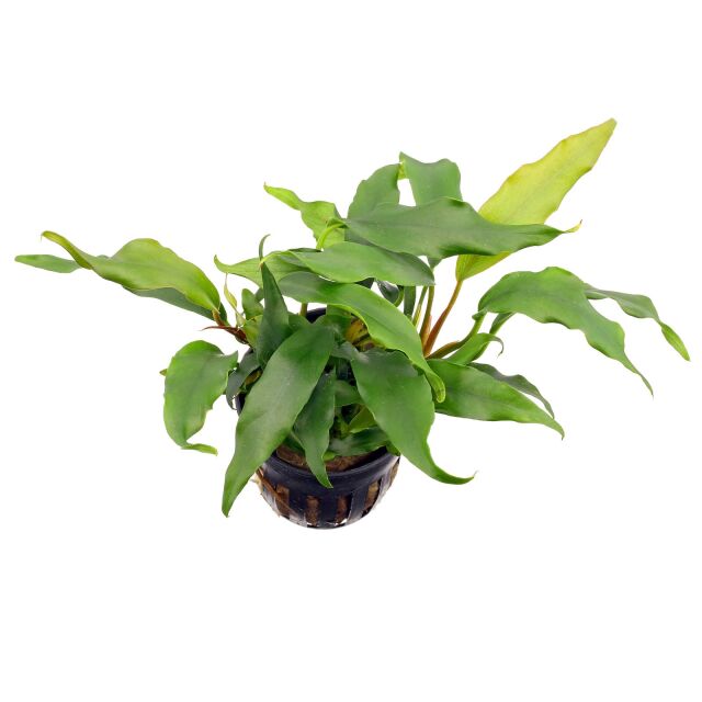 Anubias barteri var. glabra