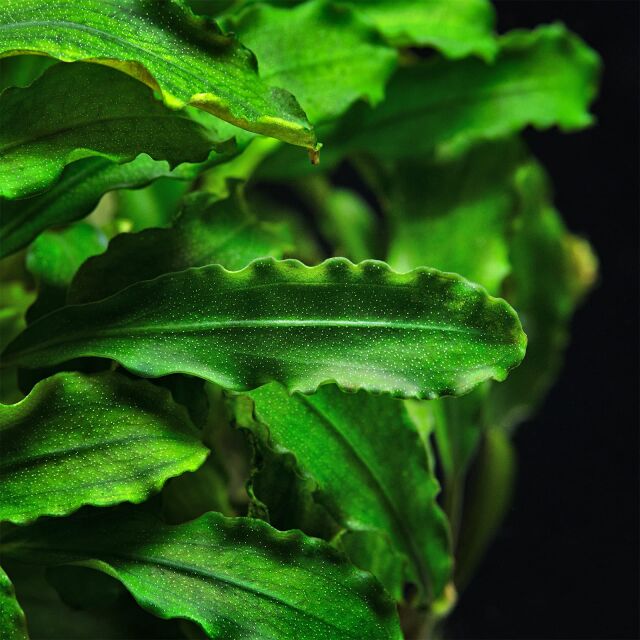 Bucephalandra pygmaea "Bukit Kelam / Sintang"