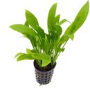 Echinodorus grisebachii Amazonicus - Topf