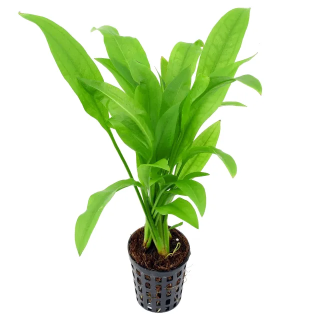 Echinodorus grisebachii 'Parviflorus' - Pot